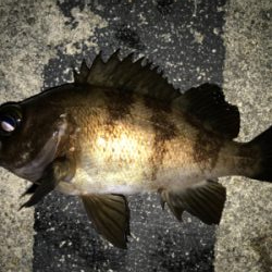 2021ライトゲーム第7戦