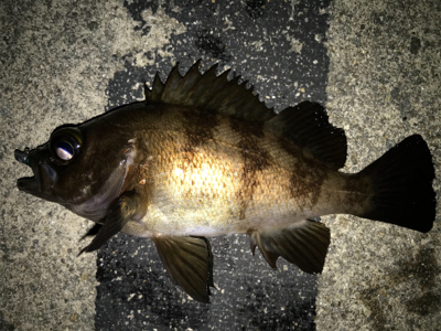 2021ライトゲーム第7戦