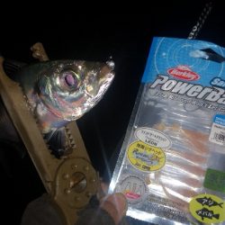 アジング練習 254