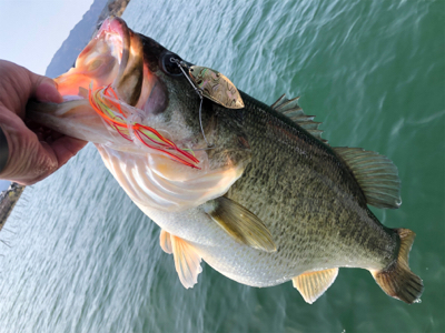 春のバス釣り