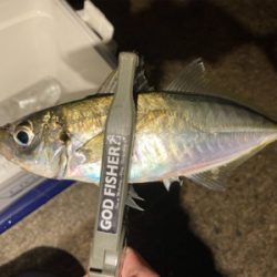 坊主は回避できたから良し!