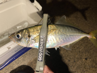 坊主は回避できたから良し!