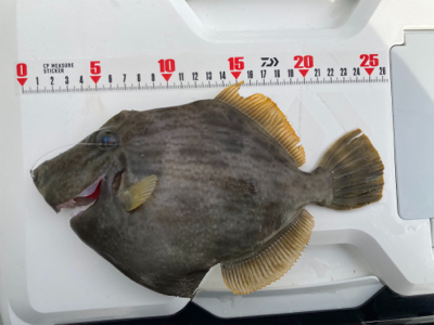 山下丸　カワハギ