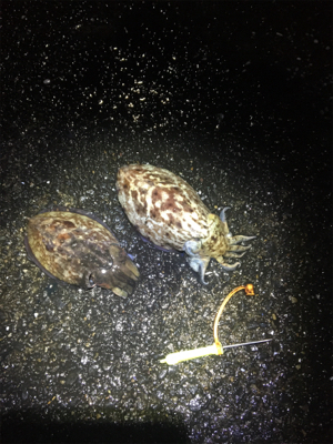 コウイカ 釣行