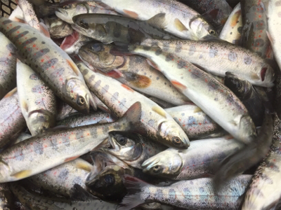 上北村アマゴ解禁