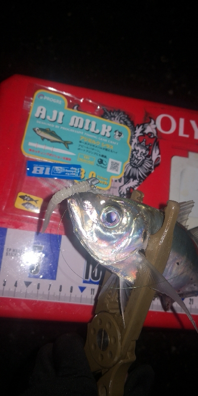 アジング練習 255 アジミルク インク…