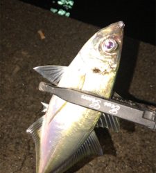 雨上がりアジングナイト