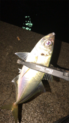 雨上がりアジングナイト