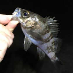 雨上がりのメバル