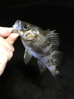 雨上がりのメバル