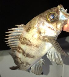 ボートメバリング