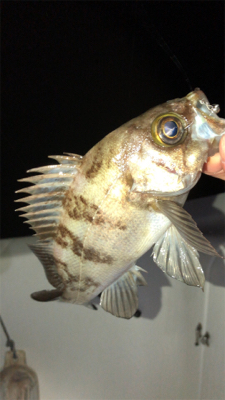 ボートメバリング