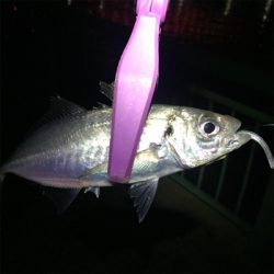 大阪湾奥アジング