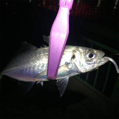 大阪湾奥アジング