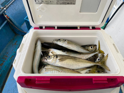 型よし数よし！クーラーパンパン！船アジサイ…