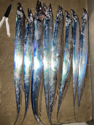 ジグヘッドで入れ食い！！