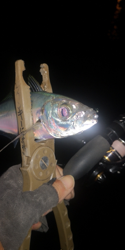 アジング練習 257