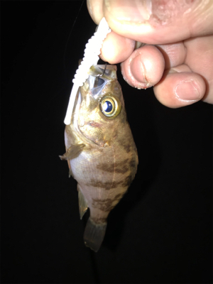 ガシラ、タケノコ、メバル