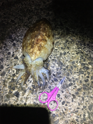 コウイカ 釣行