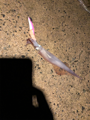 雨の中ヤリイカ