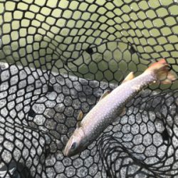 久しぶりにトラウト