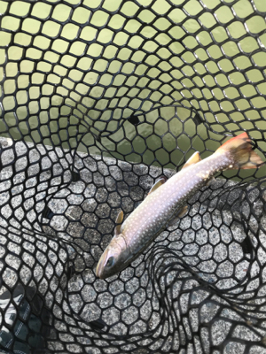 久しぶりにトラウト