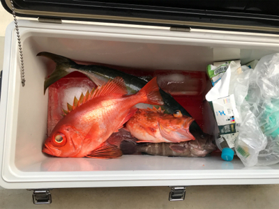 タイラバ あれこれ