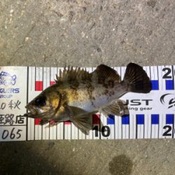 最高のデビュー!