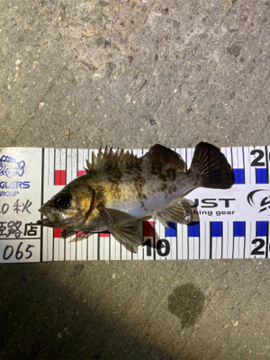 最高のデビュー!