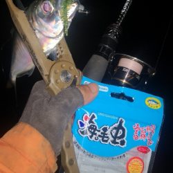 アジング練習　258