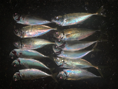 平日にこっそりアジング♪