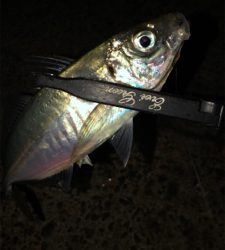 アジングナイト(渋い)