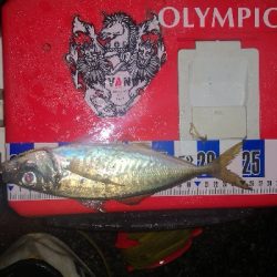 アジング練習　259　