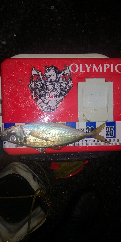 アジング練習　259　