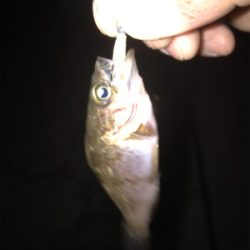 ガシラ、メバル