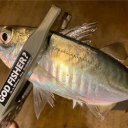 なかなか渋い・・・