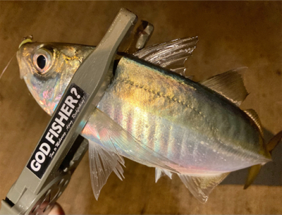 なかなか渋い・・・