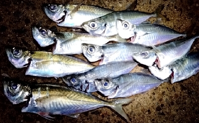 相変わらずの活性