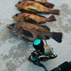 朝マズメに黒メバル1、赤メバル3!