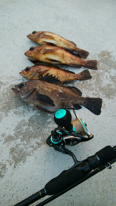 朝マズメに黒メバル1、赤メバル3!