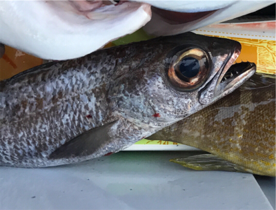 中深海と鯛ラバ