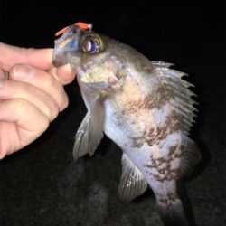 メバリング春爆の兆し