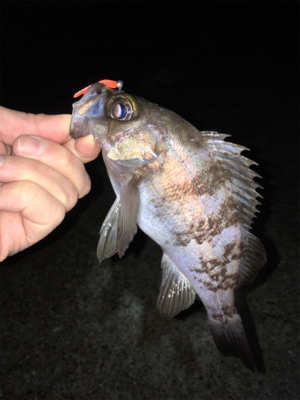 メバリング春爆の兆し