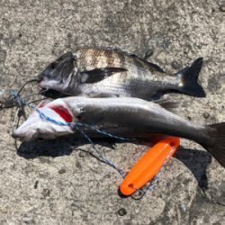 神戸沖堤防第3戦