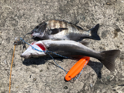 神戸沖堤防第3戦