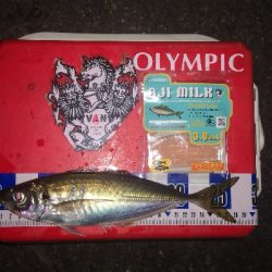 アジング練習 260 AJIMILK SHIRASU30