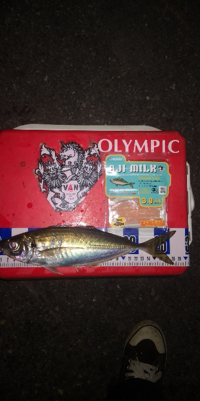 アジング練習　260　AJIMILK SH…