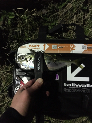 メバルを求めて