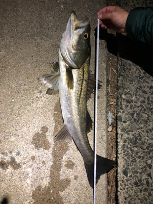 バチ抜けてないシーバス