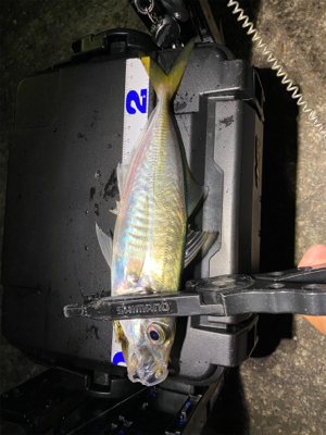 ひさびさのアジング渋